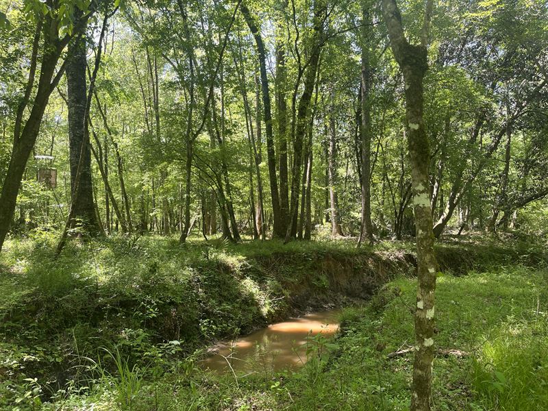 160.71 Acres in Cuthbert, GA : Cuthbert : Randolph County : Georgia