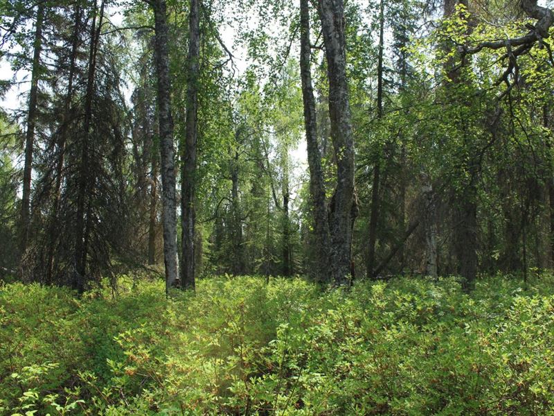 Off Grid Paradise : Nikiski : Kenai Peninsula Borough : Alaska