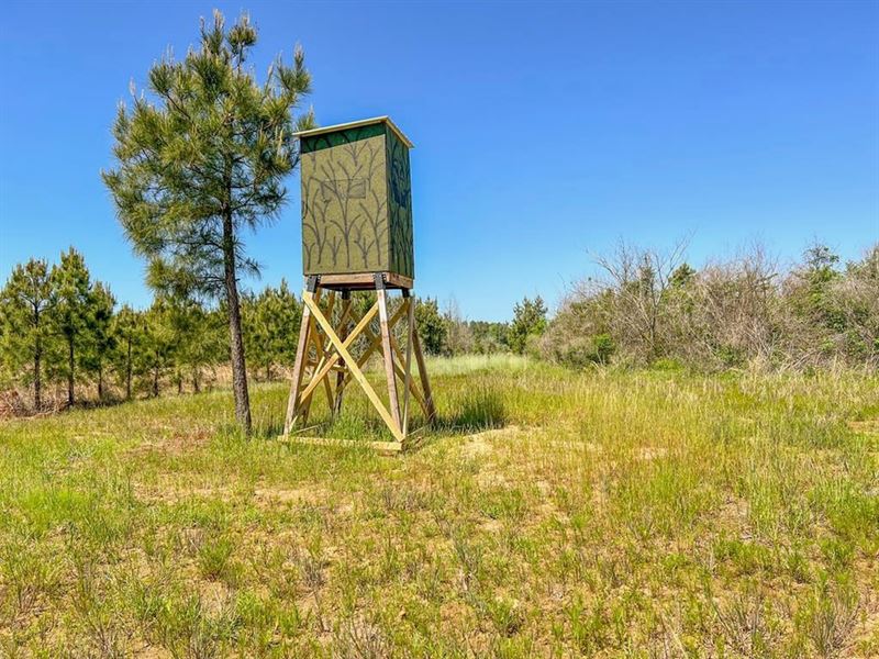 154 Acres Hunting/Recreational Land : Bastrop : Morehouse Parish : Louisiana