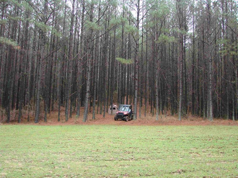 Investment-Grade Timberland : Berry : Fayette County : Alabama