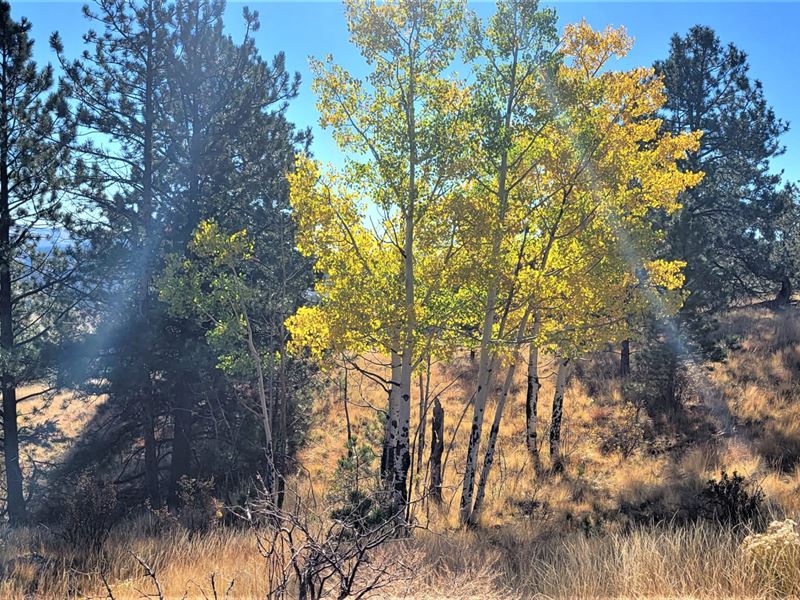 Spencer Acres : Guffey : Park County : Colorado