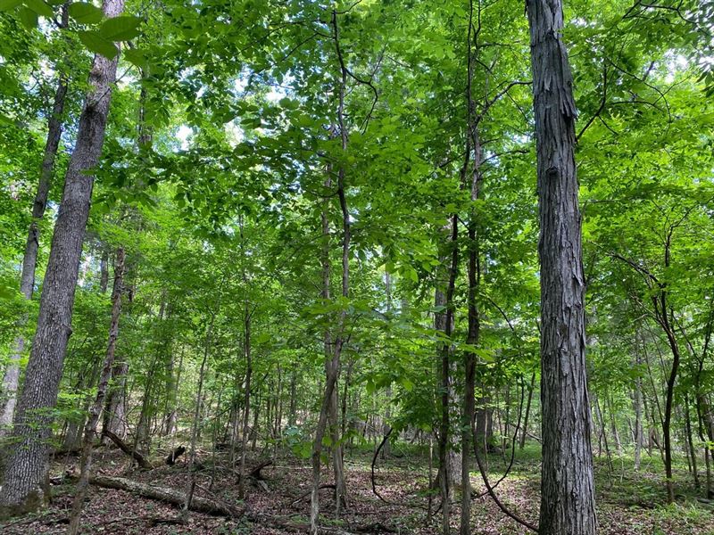 10 Acres For Sale In Lawrence Co : Mount Hope : Lawrence County : Alabama
