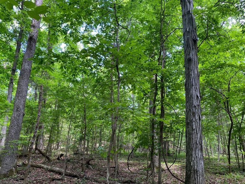 Bankhead 10 Acres : Mount Hope : Lawrence County : Alabama