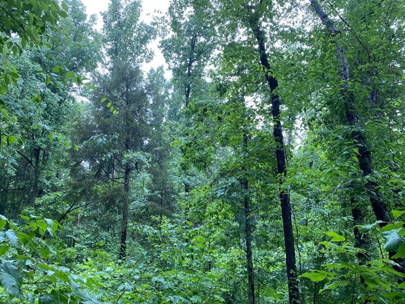 Mt. Hope 10 Acres : Mount Hope : Lawrence County : Alabama