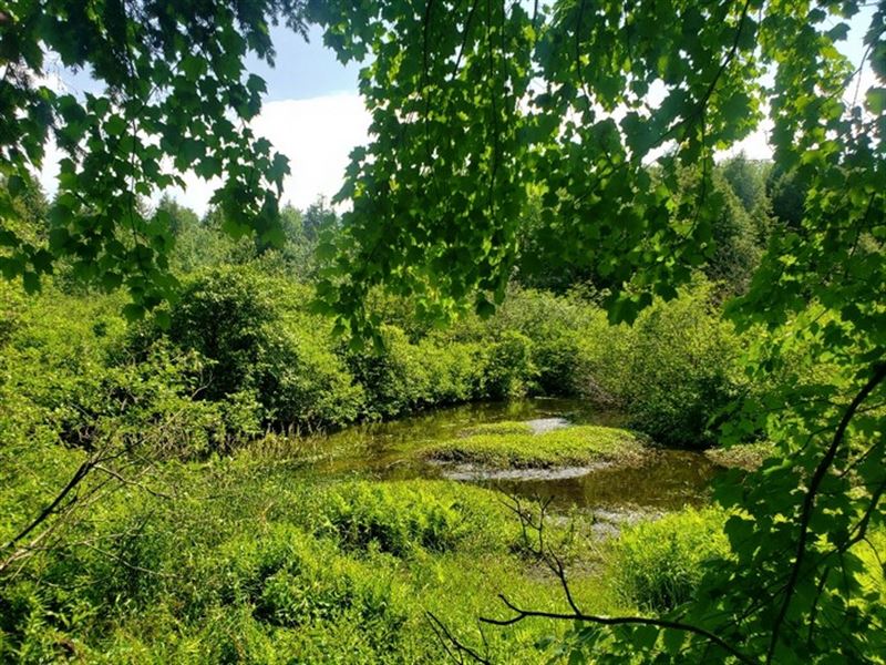 Pine Ridge On Fish Creek : Williamstown : Oswego County : New York