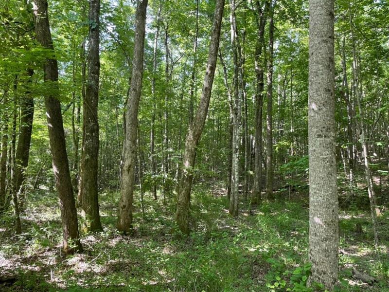 Bluecut Creek Hunting Tract : Detroit : Marion County : Alabama