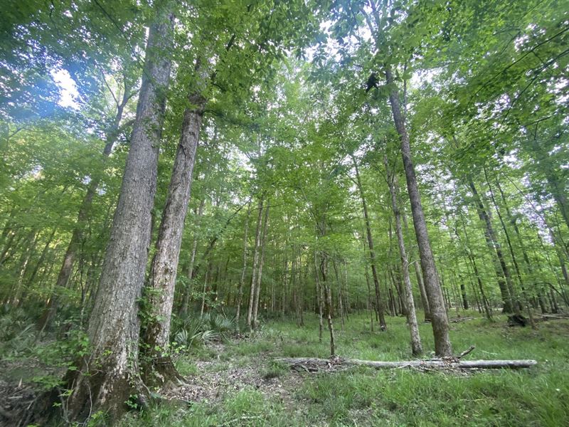 Briar Hill West Tract : Ramer : Montgomery County : Alabama