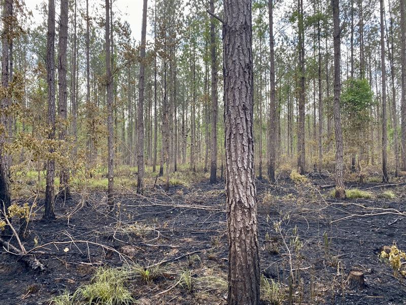 Briar Hill East Tract : Ramer : Pike County : Alabama