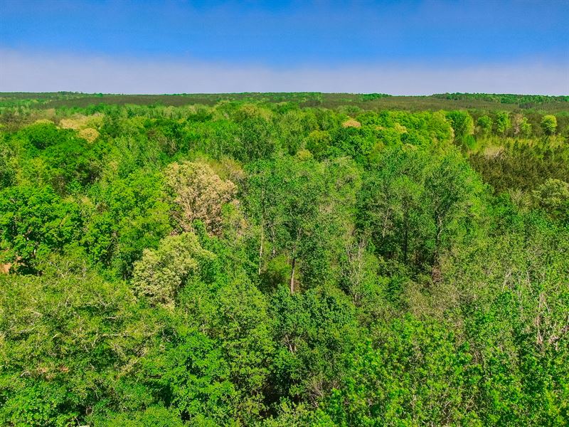 Mature Timber Hunting Tract : Junction City : Talbot County : Georgia
