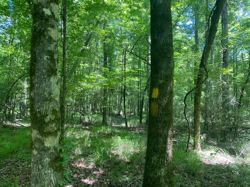 La, Jackson 20 Acres : Chatham : Jackson Parish : Louisiana
