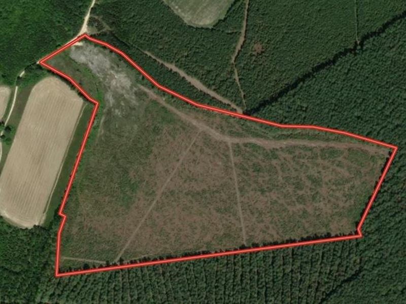 54.7 Acres of Hunt : Jackson : Northampton County : North Carolina
