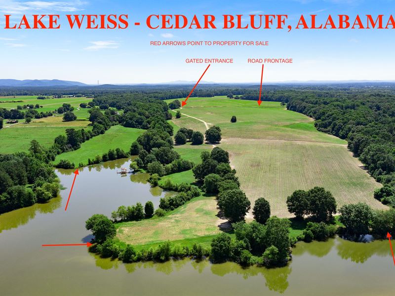 Rare 82.78+/- Acres On Lake Weiss : Cedar Bluff : Cherokee County : Alabama