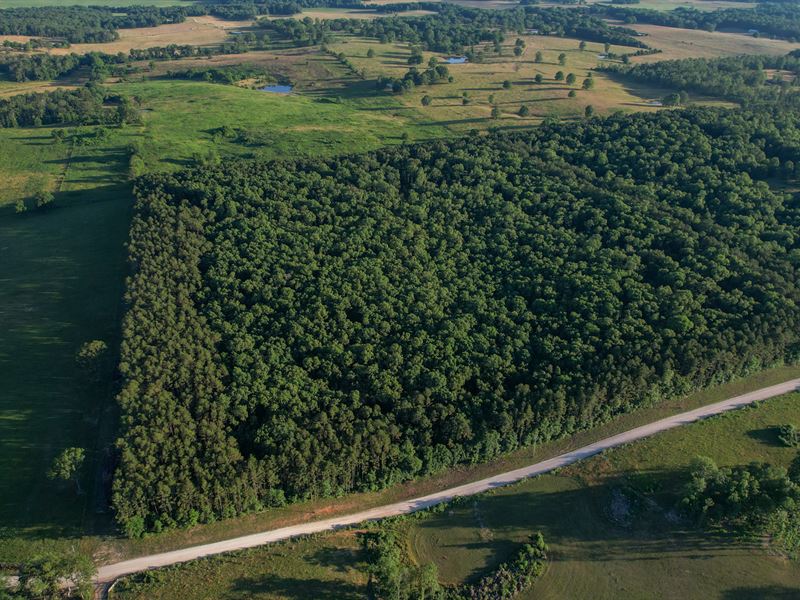 Hutton Valley Timber Tract : Mountain View : Howell County : Missouri