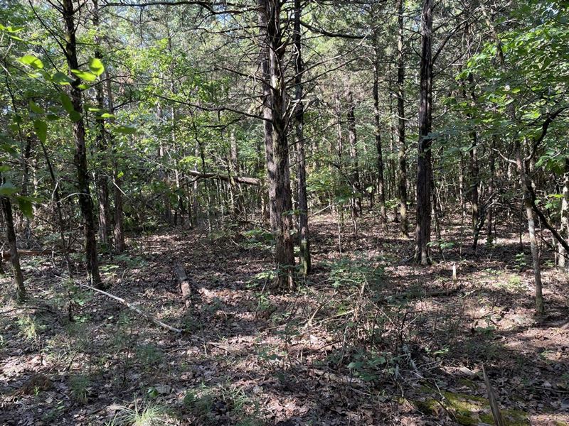 18 Acres, Great Building Sites : Ash Flat : Sharp County : Arkansas