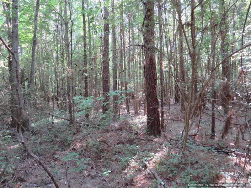 40 Ac, Attala County, MS : Sallis : Madison County : Mississippi