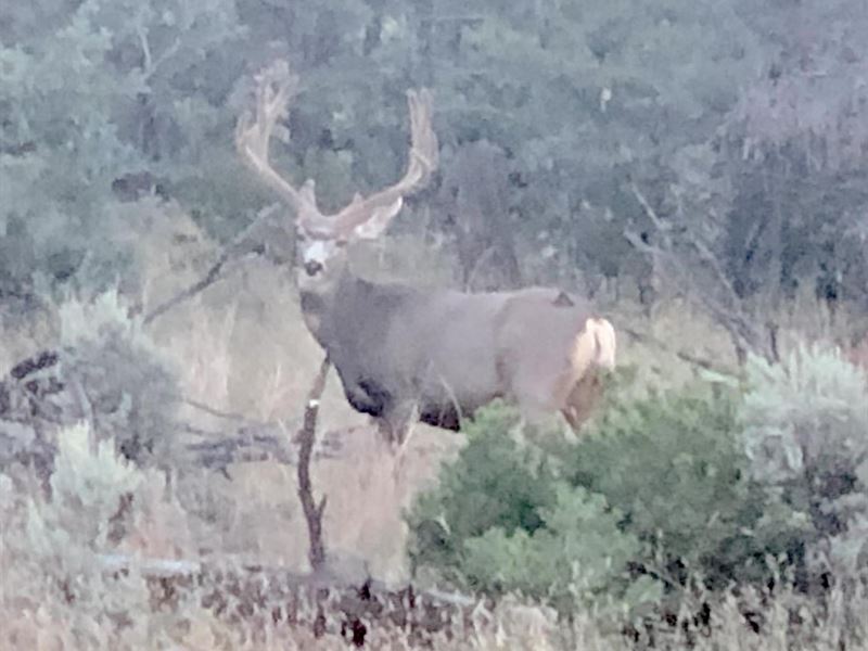 Bassett Springs Big Game Ranch, Ranch for Sale in New Mexico, 325354 RANCHFLIP