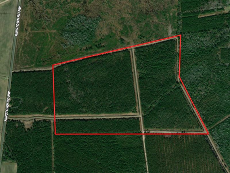 99 Acres of Hunting and Timberland : Ash : Brunswick County : North Carolina