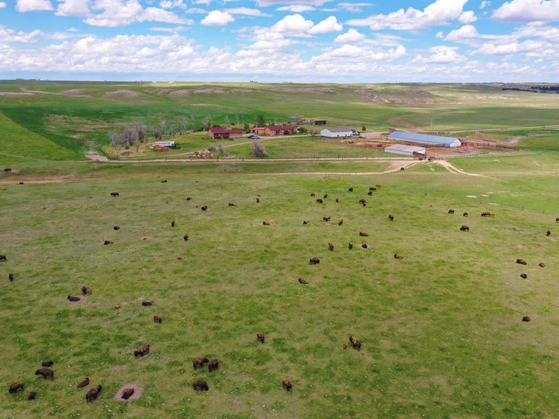 Rocky Hollow Buffalo Company : Kimball : Banner County : Nebraska