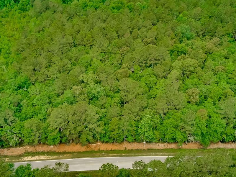 Limbrick Branch Tract : Galivants Ferry : Horry County : South Carolina