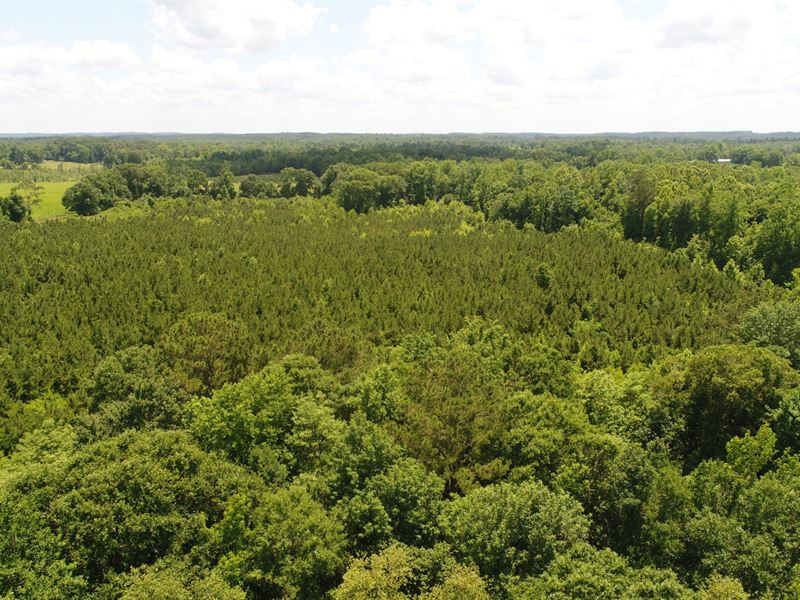 45 Acres Crenshaw Co : Rutledge : Crenshaw County : Alabama