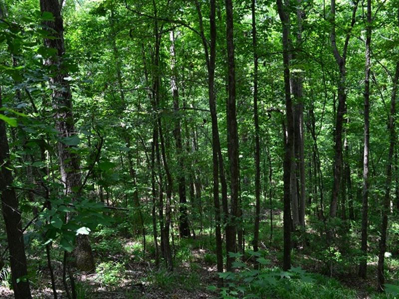 Oak Ridge Tract : Cusseta : Chattahoochee County : Georgia