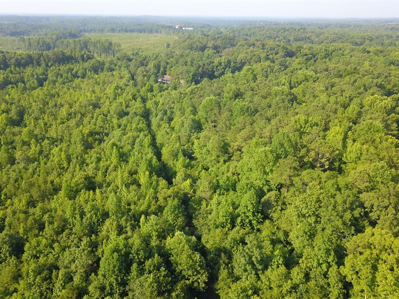 30 Acres on Goodwater Rd : Goodwater : Coosa County : Alabama