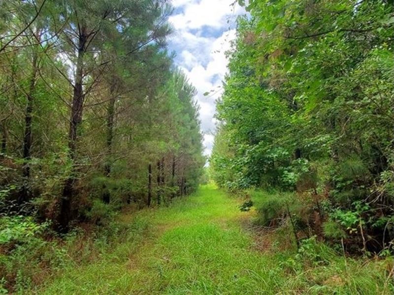 80 Acres In Lawrence County In Sont Ranch for Sale in Sontag