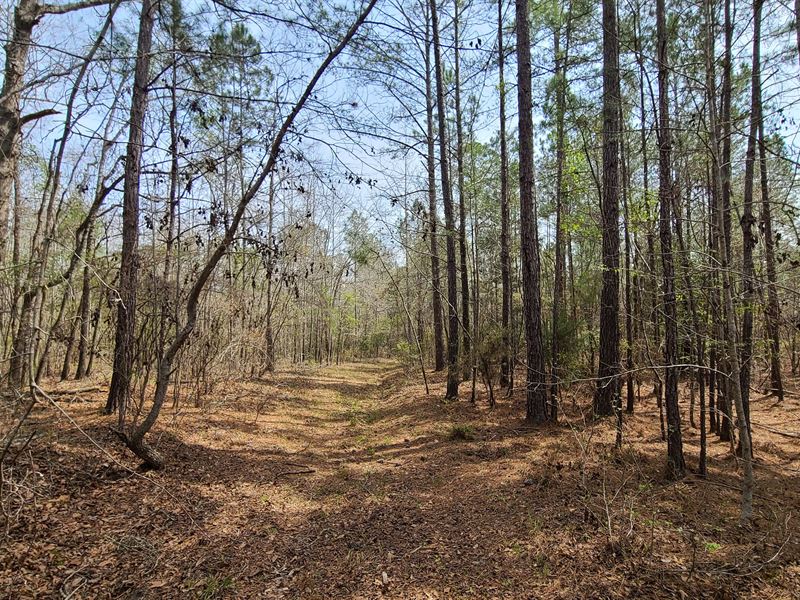 White Oak Creek Tract : Bakerhill : Barbour County : Alabama