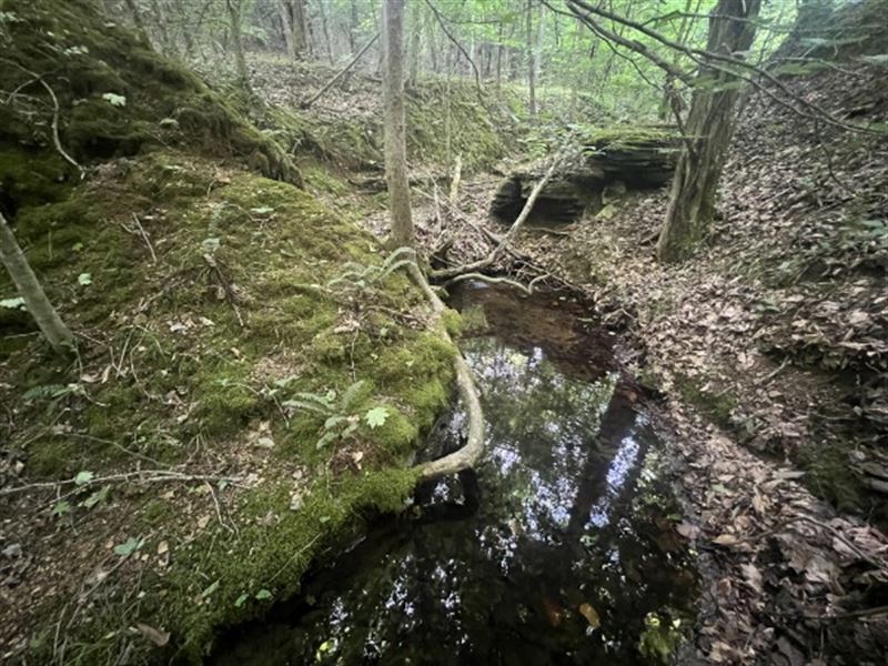 Great Hunting Tract in TN : Centerville : Hickman County : Tennessee