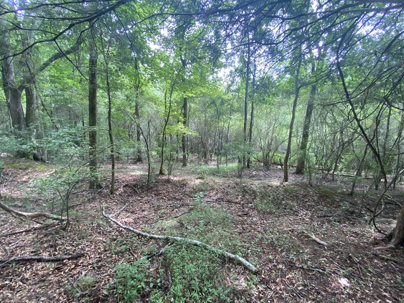 Old Barnett Shoals Tract : Athens : Oconee County : Georgia