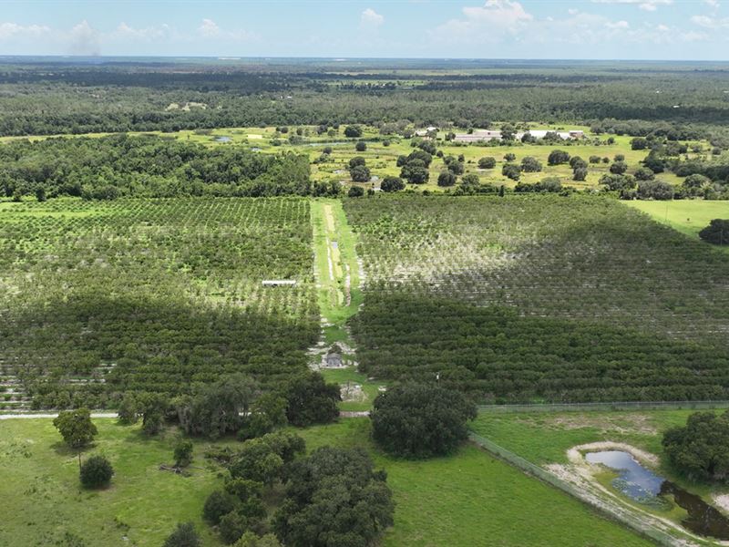 Fort Drum Grove : Okeechobee : Okeechobee County : Florida