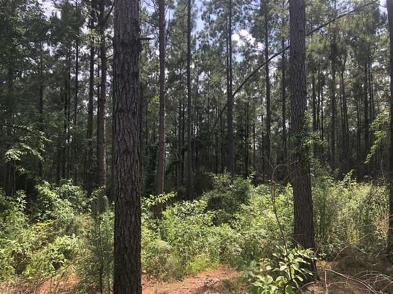 25.38 Acres in Smith County, Missis : Trenton : Smith County : Mississippi