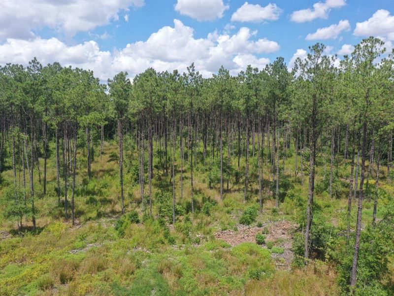 Tarkington Bayou Timberland, Ranch for Sale in Texas, 328728 RANCHFLIP