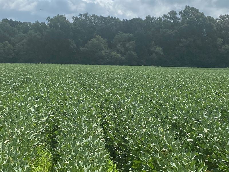 La, Franklin 80 Acres : Baskin : Franklin Parish : Louisiana