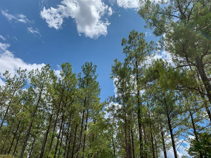 240 Acres, Walker North : Huntsville : Walker County : Texas