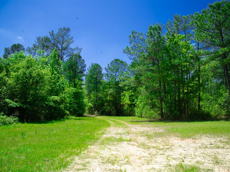 Fully Wooded Mini Farm : Junction City : Talbot County : Georgia