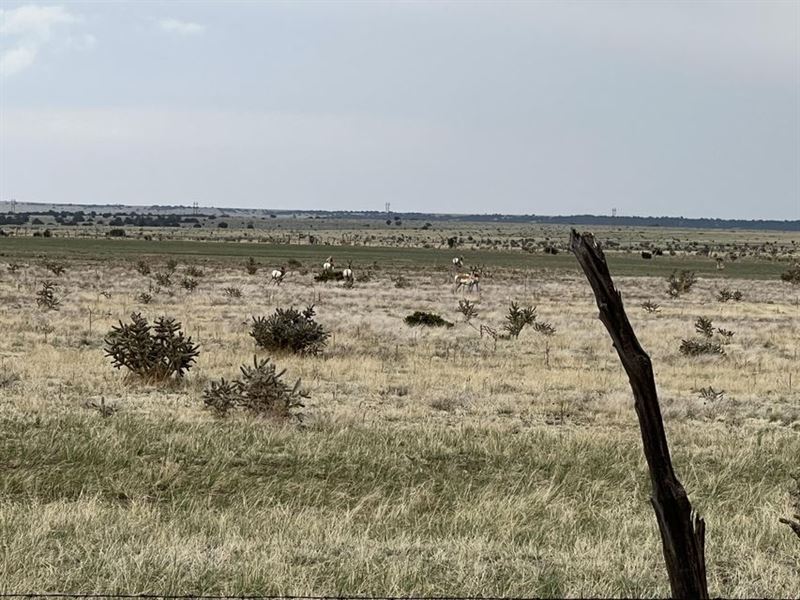 24&26 Turkey Ridge Ranch, Walse : Walsenburg : Huerfano County : Colorado