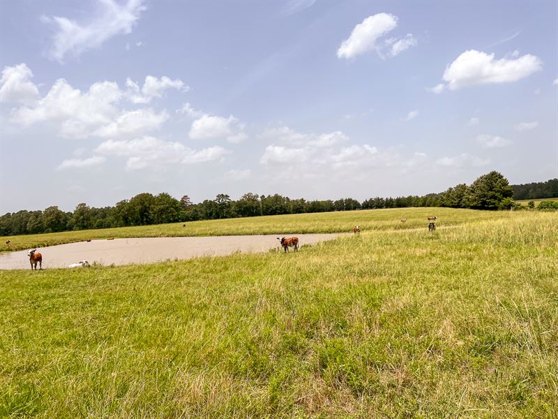 131 Acres, Jones Road : New Waverly : Walker County : Texas