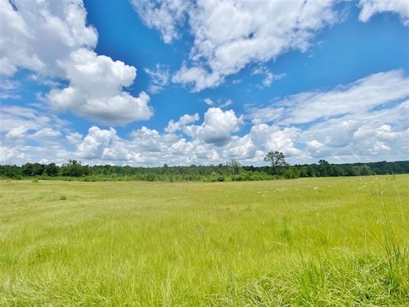 76 Acres, Woods & Pasture : Bogue Chitto : Lincoln County : Mississippi
