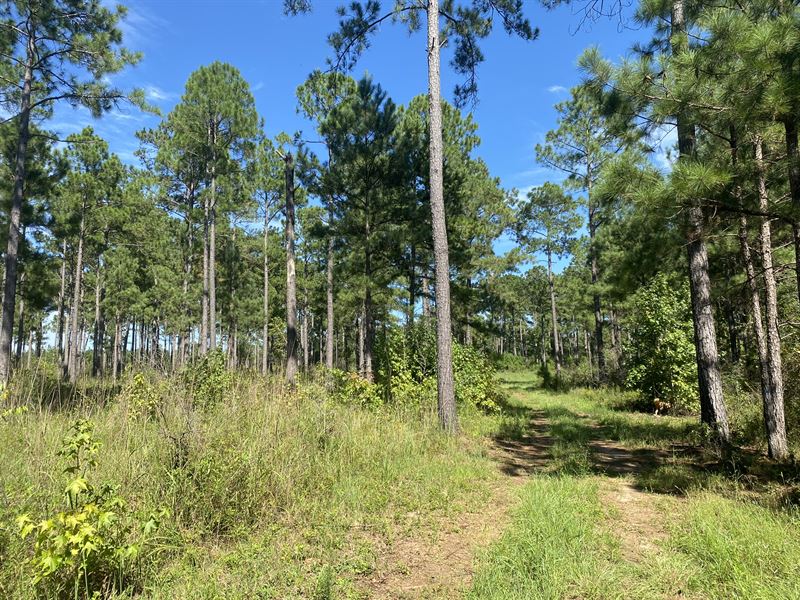 Mini Farm with Mature Timber : Edison : Calhoun County : Georgia