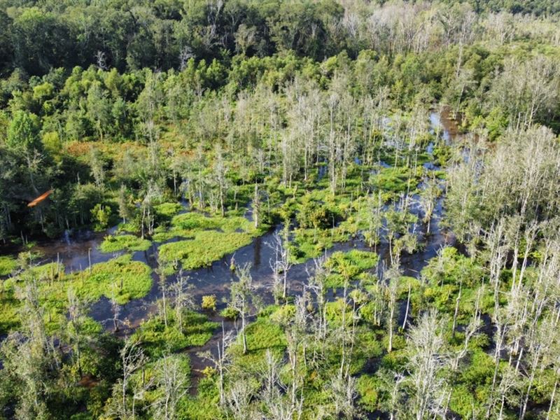 70 Acre Secluded Hunting Tract : Union : Neshoba County : Mississippi