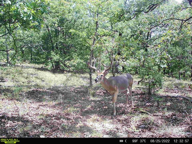 105 Acres in Big Buck Country : Quinton : Pittsburg County : Oklahoma