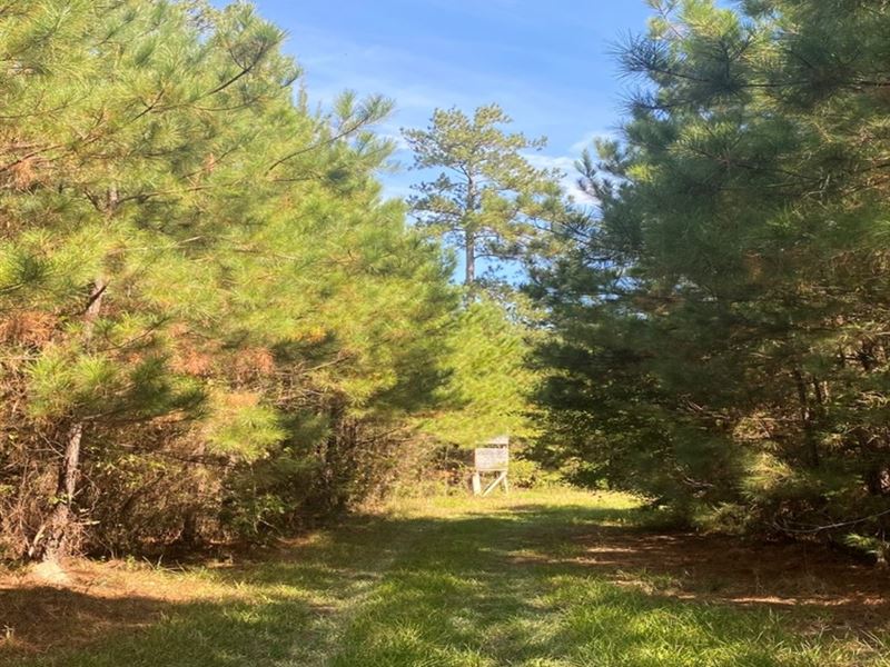 34.02 Acres in Marion County, MS : Goss : Marion County : Mississippi
