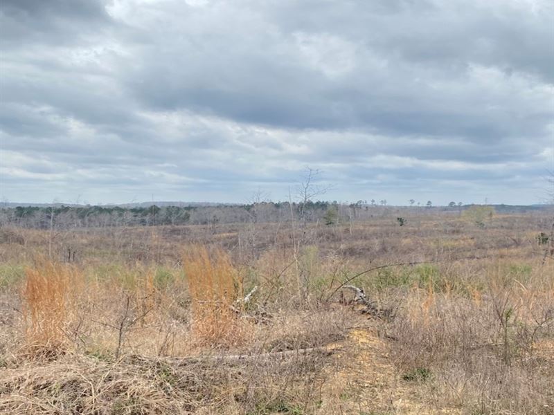 67 Acre Homesite in Calhoun County : Banner : Calhoun County : Mississippi