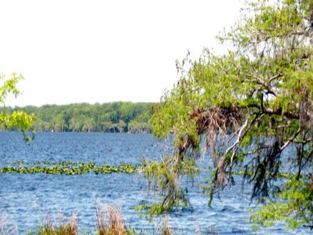 Lake Disston Ranch & Nursery : Bunnell : Flagler County : Florida