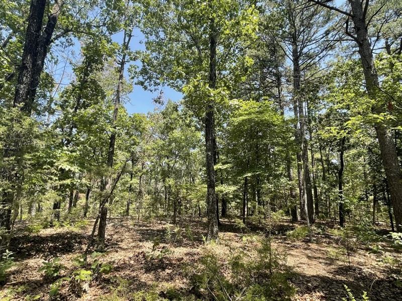 89 Acres, Evening Shade, Arkansas : Evening Shade : Sharp County : Arkansas