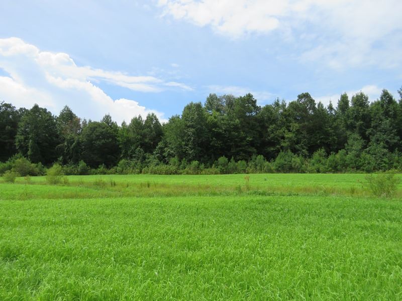 Riverfront Hunting Land for Sale : Autryville : Cumberland County : North Carolina
