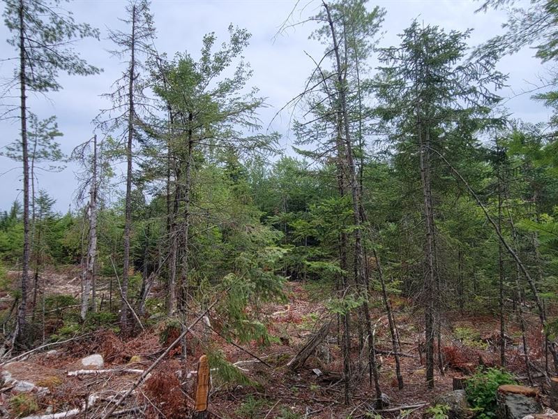 Upper Boggy Brook Rd 18.5 Acres : Ellsworth : Hancock County : Maine