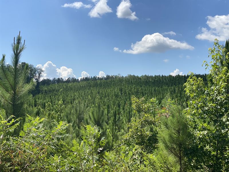 Hunting / Timber Tract : Fort Gaines : Clay County : Georgia
