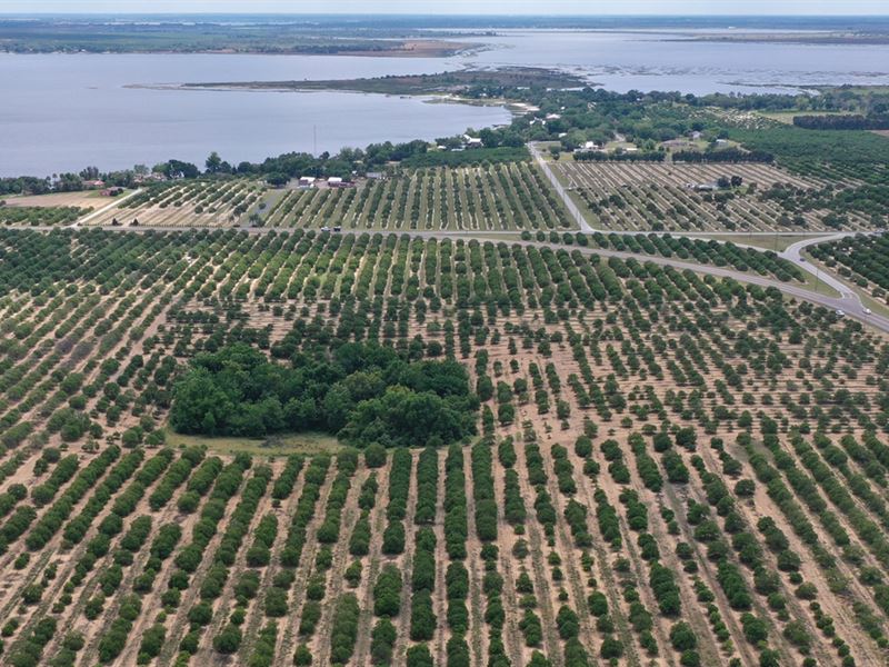 11 Acre Grove : Lake Wales : Polk County : Florida